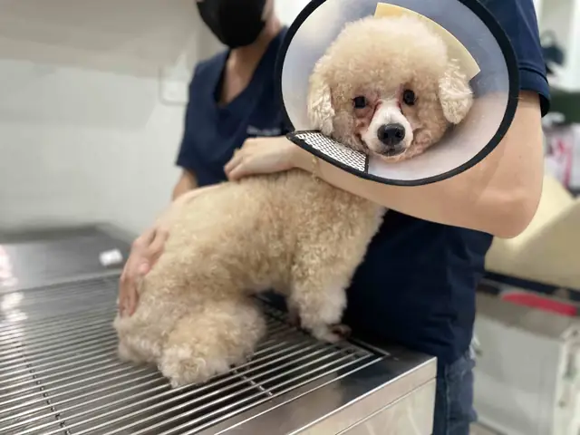 Làm Gì Khi Chú Chó Qua Đời Làm Gì Khi Chú Chó Qua Đời