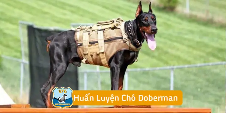 Huấn Luyện Chó Doberman