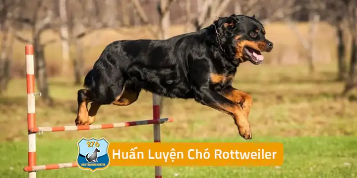 Huấn Luyện Chó Rottweiler