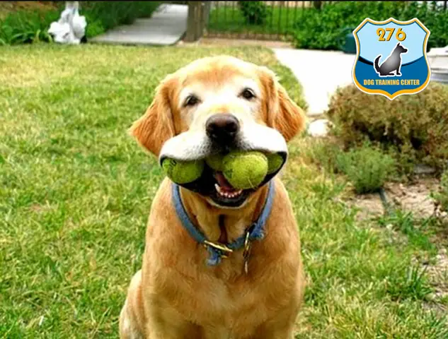 Mang Đồ Chơi Yêu Thích Của Nó Cho Bạn