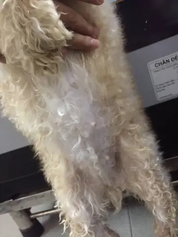 Dấu Hiệu Nhận Biết Chó Poodle Có Thai