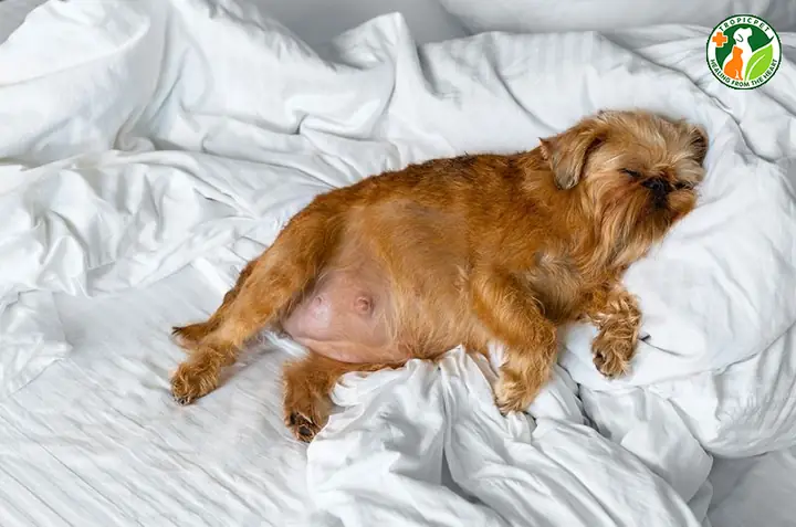 Thai Chết Lưu Ở Chó Là Hiện Tượng Gì? Thai Chết Lưu Ở Chó Là Hiện Tượng Gì?