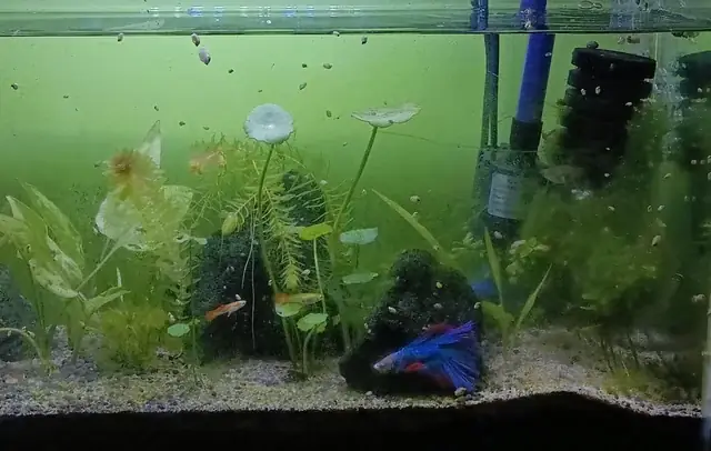 Đầu Lâu Trang Trí Bể Cá: Đánh Giá Chi Tiết Từ Chuyên Gia Về Tính Thẩm Mỹ, An Toàn Và Phong Thủy