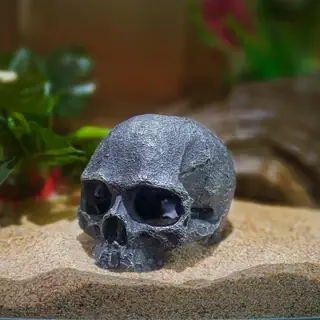 Đầu Lâu Trang Trí Bể Cá: Đánh Giá Chi Tiết Từ Chuyên Gia Về Tính Thẩm Mỹ, An Toàn Và Phong Thủy