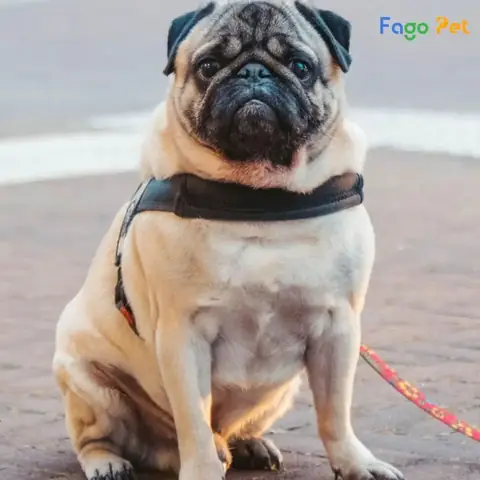 Phương Pháp Huấn Luyện Chó Pug Đi Vệ Sinh