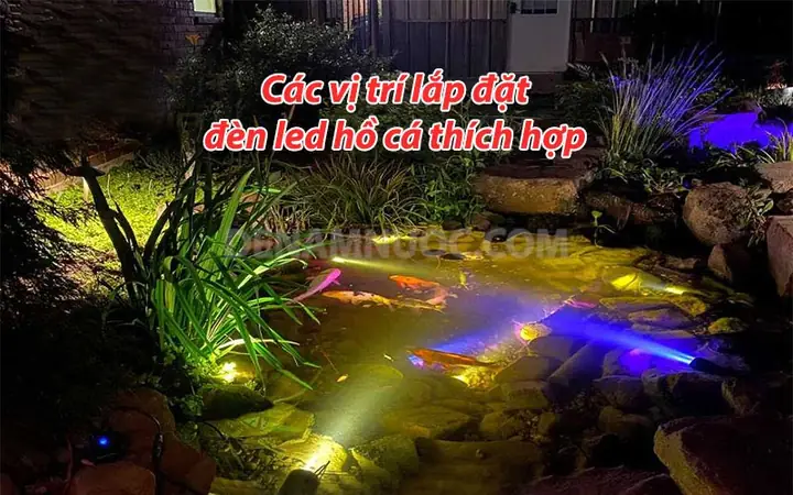 Các Vị Trí Lắp Đặt Đèn Led Hồ Cá Thích Hợp