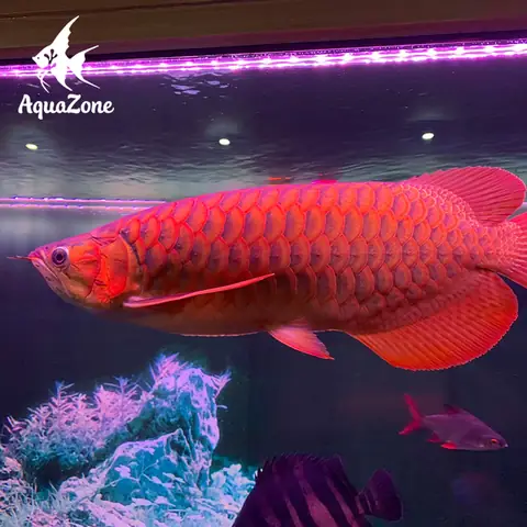 Cách Bố Trí Đèn Cho Hồ Cá Rồng Đúng Chuẩn