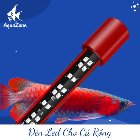 Cách Chọn Đèn Led Phù Hợp Cho Hồ Cá Rồng