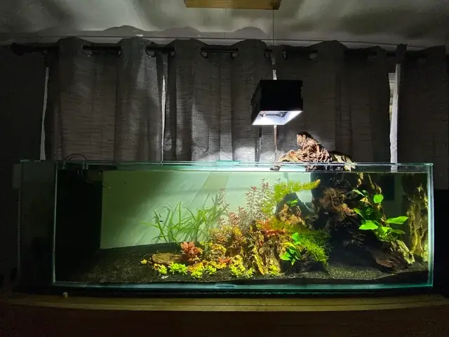 Đèn Led Xanh Cho Bể Cá: Top 3 Mẫu Đèn Phổ Biến Nhất 2025