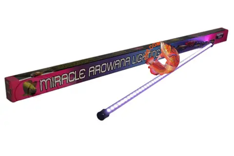 Đèn Magic Led Cho Cá Rồng: Hướng Dẫn Chọn Đèn Hoàn Hảo Kích Thích Màu Sắc Và Sức Khỏe