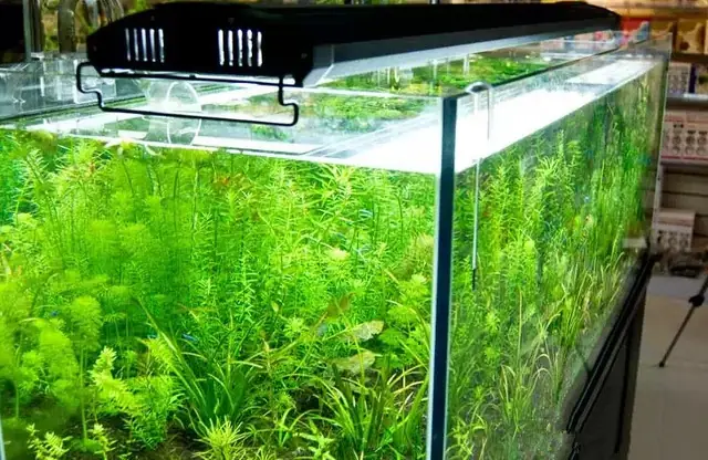 Đèn Odyssea Cho Cá Rồng