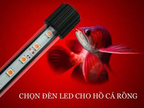 Hướng Dẫn Chọn Đèn Tfc Phù Hợp Cho Bể Cá Rồng: Ánh Sáng Chuẩn, Cá Đẹp Tự Nhiên