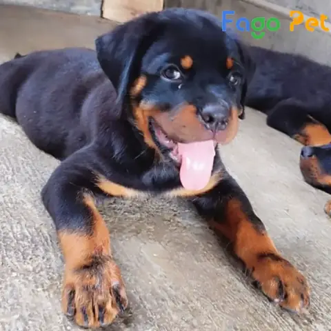 Giá Bán Chó Rottweiler Dòng Đại Cập Nhật Mới Nhất Giá Bán Chó Rottweiler Dòng Đại Cập Nhật Mới Nhất