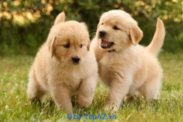 Top 10 Địa Chỉ Mua Chó Poodle Uy Tín Nhất Tại Hà Nội