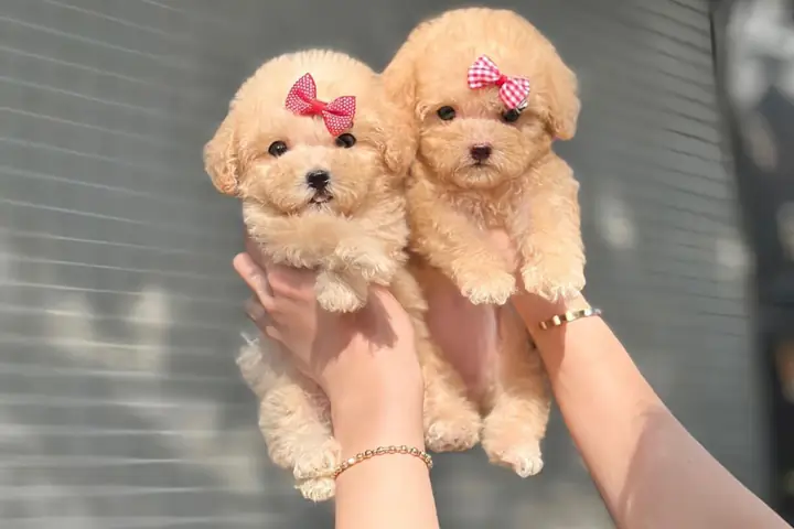 Cửa Hàng Chó Poodle Cảnh Tại Hà Nội Uy Tín Nhất – Shop Thú Cưng Mập Pet House