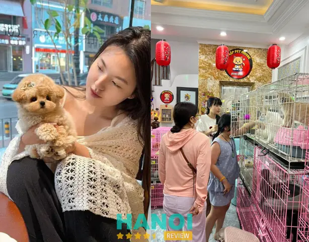 Top 10 Địa Chỉ Mua Chó Poodle Uy Tín Nhất Tại Hà Nội