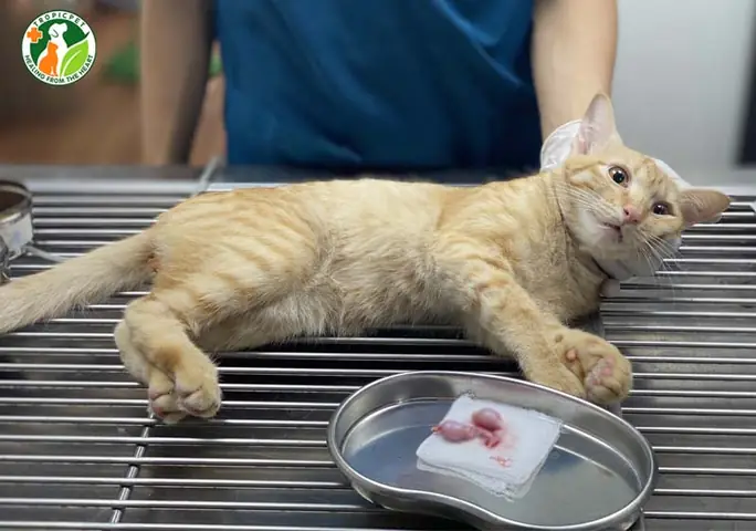 Địa Chỉ Thiến Chó Mèo Ở Hà Nội: Hướng Dẫn Chi Tiết Về Quy Trình, Lợi Ích Và Cách Chọn Cơ Sở Uy Tín