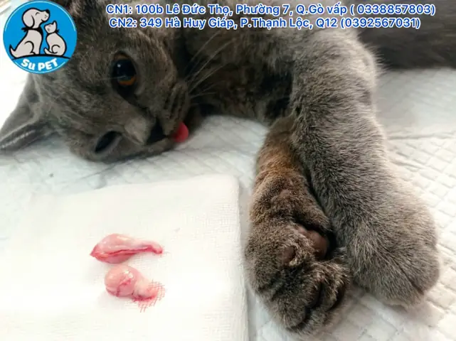 Địa Chỉ Thiến Chó Mèo Ở Hà Nội: Hướng Dẫn Chi Tiết Về Quy Trình, Lợi Ích Và Cách Chọn Cơ Sở Uy Tín