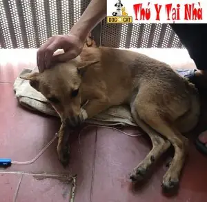 Cách Điều Trị Bệnh Care & Pravo