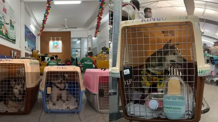 Dịch Vụ Ship Chó Mèo Là Gì? Hướng Dẫn Chọn Dịch Vụ Vận Chuyển Thú Cưng An Toàn Và Uy Tín Dịch Vụ Ship Chó Mèo Là Gì? Hướng Dẫn Chọn Dịch Vụ Vận Chuyển Thú Cưng An Toàn Và Uy Tín