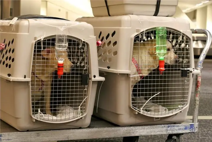 Dịch Vụ Ship Chó Mèo Là Gì? Hướng Dẫn Chọn Dịch Vụ Vận Chuyển Thú Cưng An Toàn Và Uy Tín Dịch Vụ Ship Chó Mèo Là Gì? Hướng Dẫn Chọn Dịch Vụ Vận Chuyển Thú Cưng An Toàn Và Uy Tín