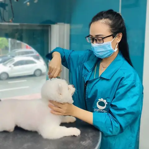 Dịch Vụ Tắm Chó Mèo Tại Nhà