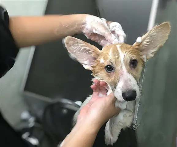 Giới Thiệu Dịch Vụ Tắm Chó Mèo Chuyên Nghiệp Tại Npet