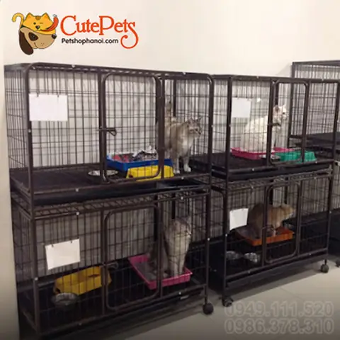 Dịch Vụ Trông Giữ Hotel Tại Cutepets Dịch Vụ Trông Giữ Hotel Tại Cutepets