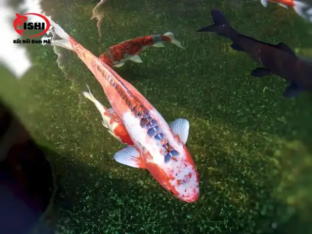 Mô Tả Chi Tiết Cá Koi Shusui