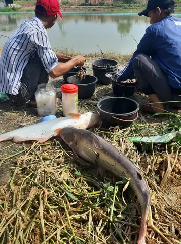 Hồ Câu Cá Giải Trí Thái Bình Dương Hồ Câu Cá Giải Trí Thái Bình Dương