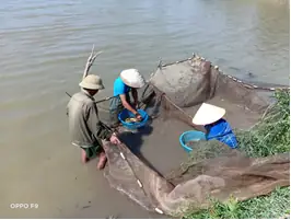 Diện Tích Nuôi Cá Koi