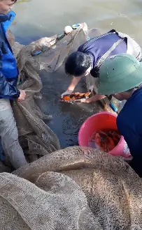 Diện Tích Nuôi Cá Koi