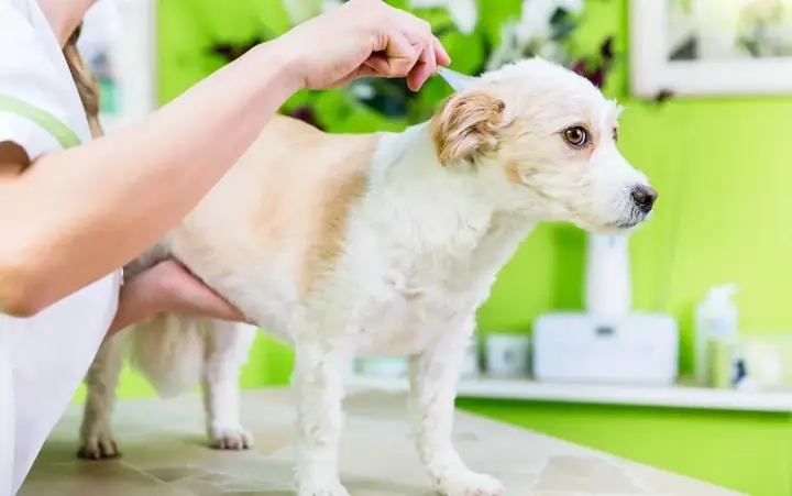 Cách Diệt Bọ Chét Trên Chó Cách Diệt Bọ Chét Trên Chó