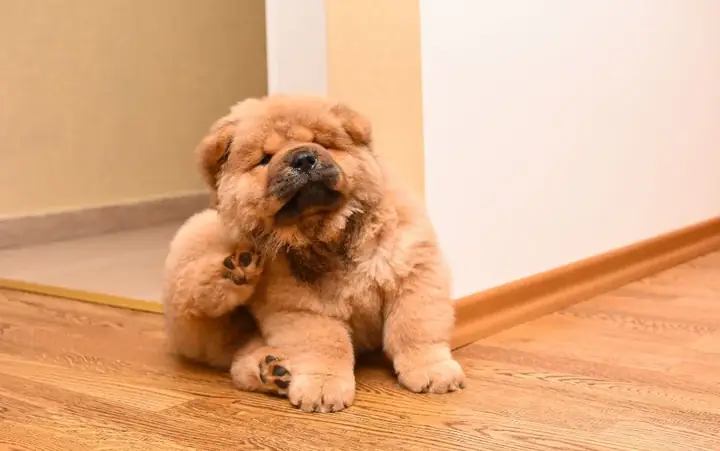 Cách Phát Hiện Chó Bị Bọ Chét Ký Sinh Cách Phát Hiện Chó Bị Bọ Chét Ký Sinh