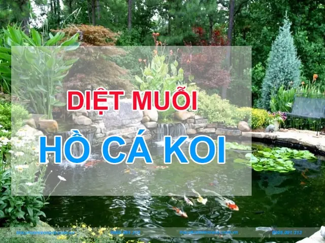 Hướng Dẫn Toàn Tập: Diệt Muỗi Hồ Cá An Toàn & Hiệu Quả Cho Hệ Sinh Thái Bền Vững