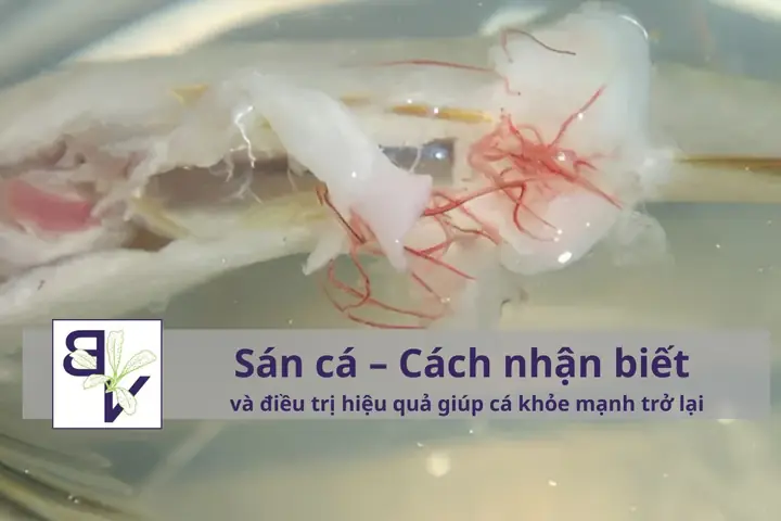 Nguyên Tắc Vàng Diệt Sán Hồ Cá – Bí Quyết Giúp Hồ Thủy Sinh Luôn Khỏe Mạnh Và Trong Sạch