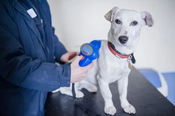 Định Vị Chó Mèo Bằng Chip