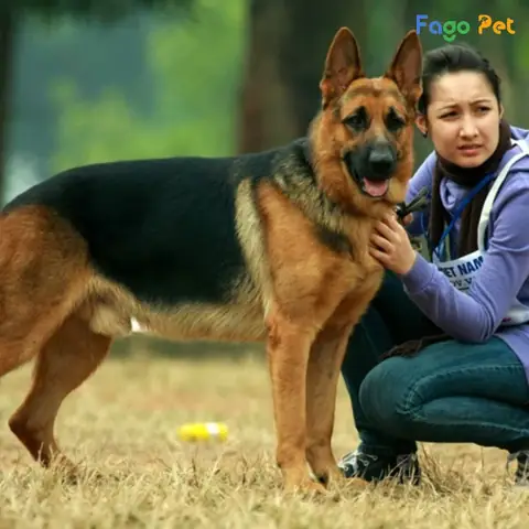 Ưu Điểm Và Lợi Ích Khi Sử Dụng Đồ Chơi Cho Chó Becgie