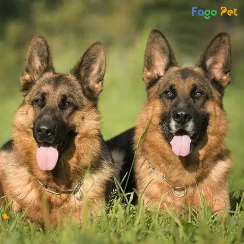 Những Lưu Ý Khi Sử Dụng Đồ Chơi Cho Chó Becgie