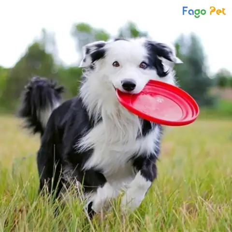 Đĩa Bay Cho Chó: