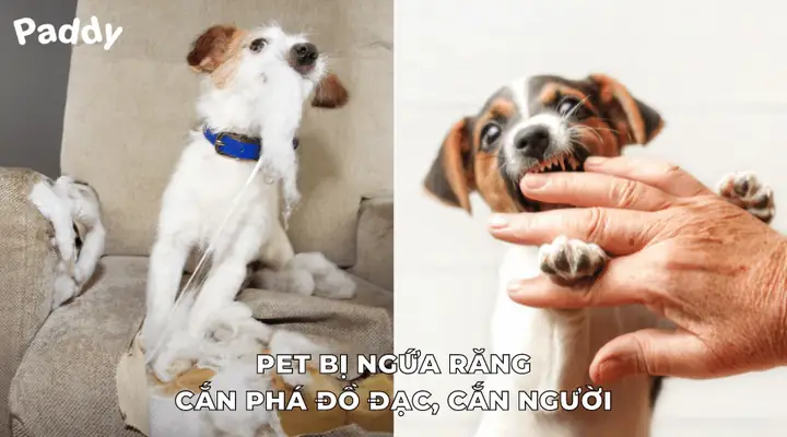 Nguyên Nhân Chó Bị Ngứa Răng Cắn Đồ Trong Nhà