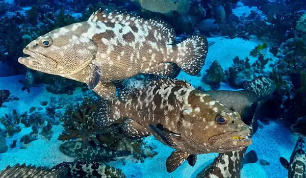 Cá Mú Là Cá Nước Ngọt Hay Nước Mặn?