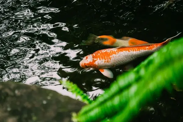 Tại Sao Cần Quan Tâm Nhiệt Độ Nước Hồ Cá?