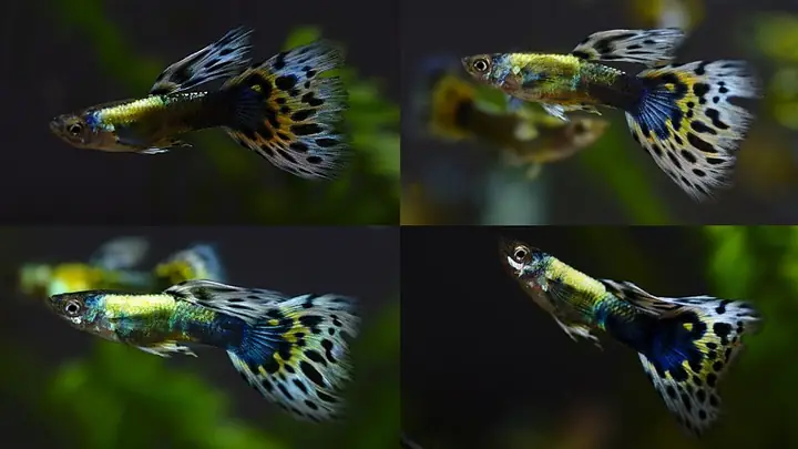 Cá Bảy Màu Có Mấy Loại? Nguồn Gốc, Đặc Điểm & Bí Quyết Nuôi Cho ...