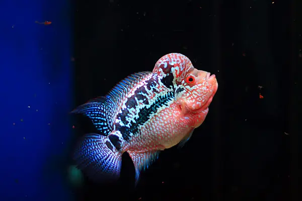 Đặc Điểm Của Cá La Hán