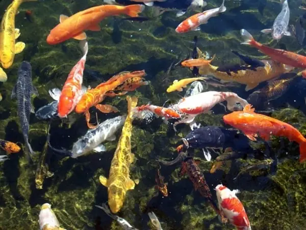 Độ Ph Phù Hợp Cho Cá Koi Là Bao Nhiêu?