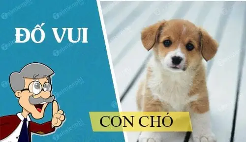 Câu Đố Vui Về Con Chó Hay Nhất Câu Đố Vui Về Con Chó Hay Nhất