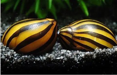 Thức Ăn Của Ốc Nerita