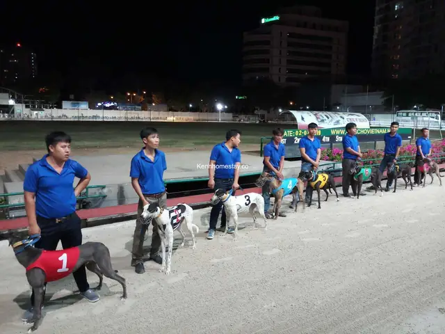 Đua Chó Là Một Trải Nghiệm Thú Vị Nhất Khi Đi Du Lịch