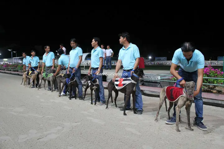 Địa Điểm Tổ Chức Đua Chó Vũng Tàu Ở Đâu?